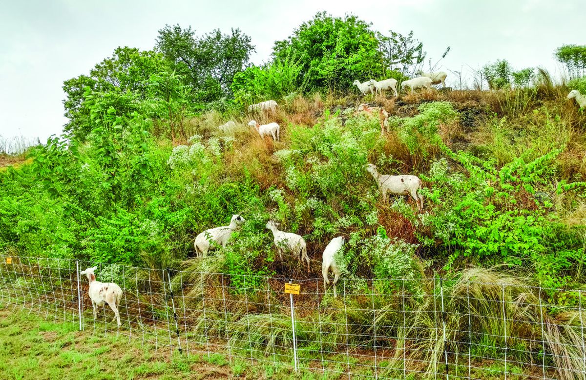The west inner works and ravelin ditch during (above) and after (below) targeted grazing. (All photos Krista Castillo)