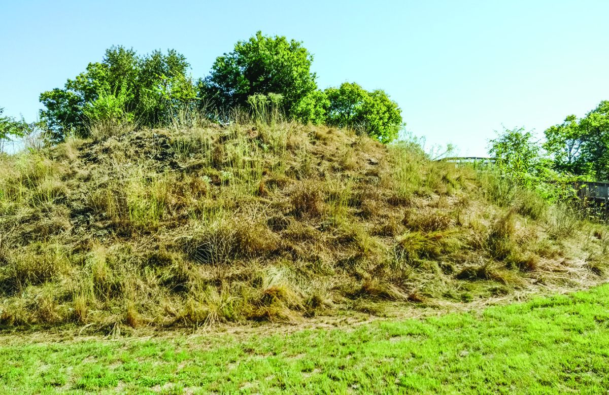 The west inner works and ravelin ditch during (above) and after (All photos Krista Castillo) (below) targeted grazing.