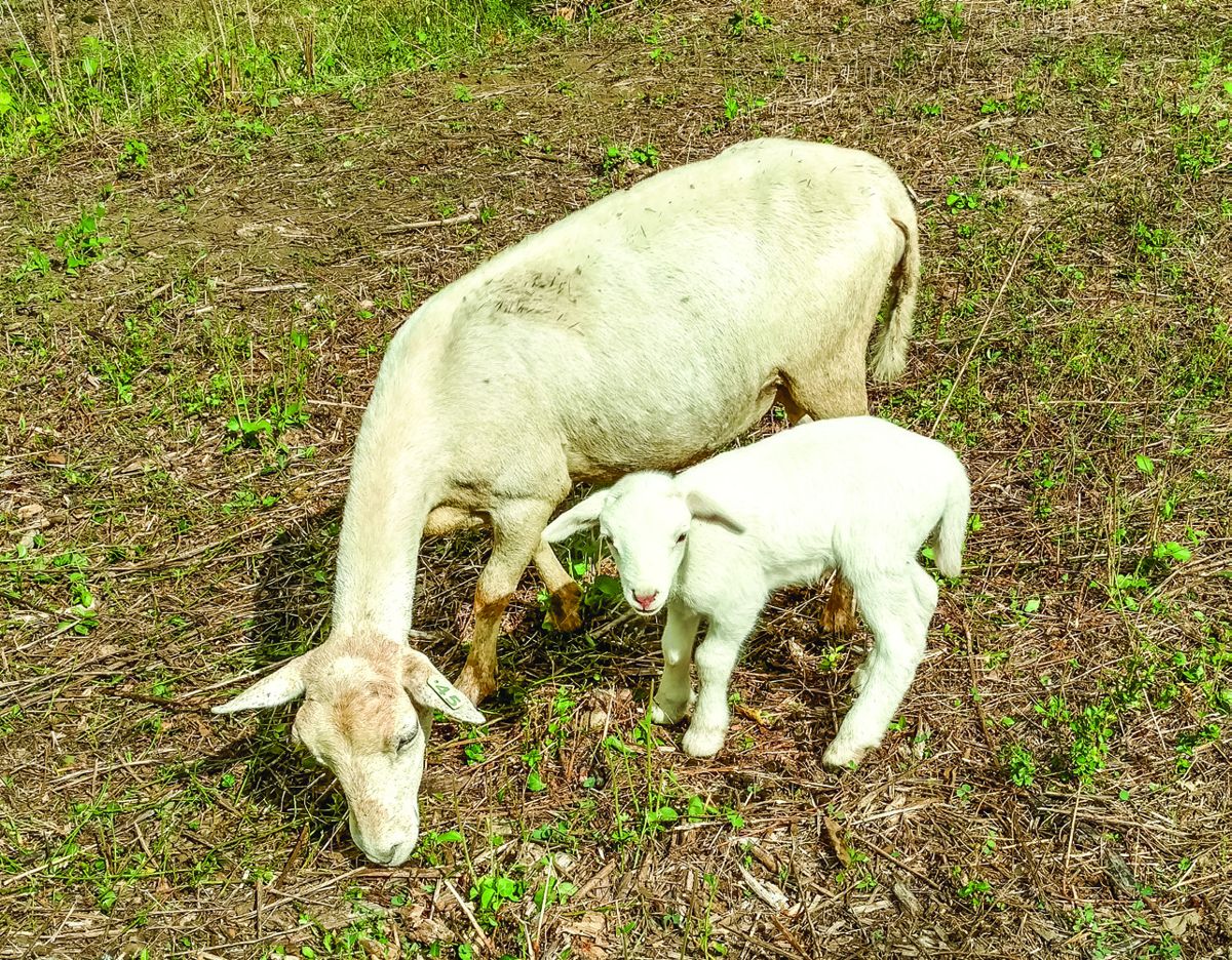 The lamb, born at Fort Negley on September 18, stays close by his mother’s side.