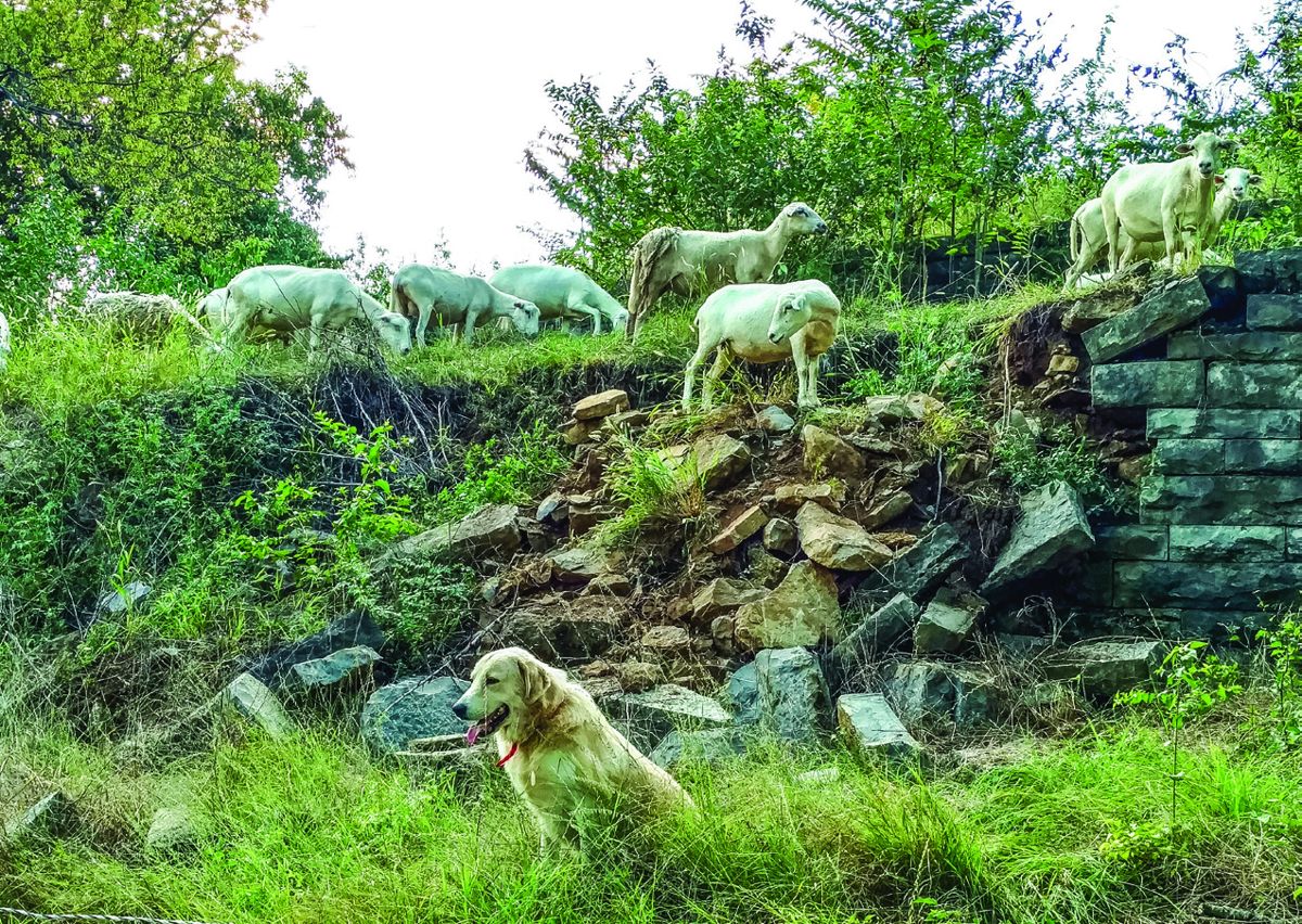 Guardian dogs like Sturgill, an Anatolian shepherd, (above) and Loretta, a Central Asian shepherd, (below) join the herd as puppies and become part of the flock. Both breeds are rare in the United States.