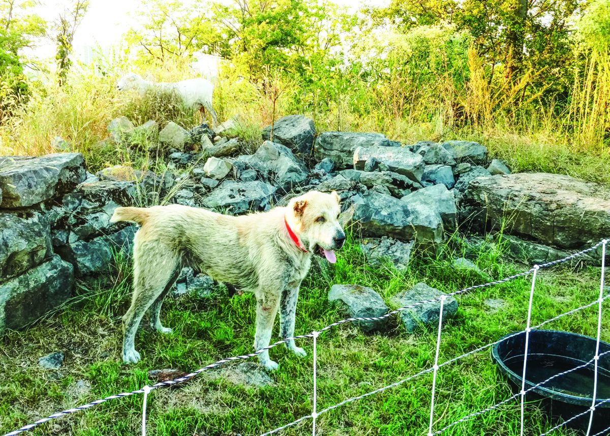 Guardian dogs like Sturgill, an Anatolian shepherd, (above) and Loretta, a Central Asian shepherd, (below) join the herd as puppies and become part of the flock. Both breeds are rare in the United
