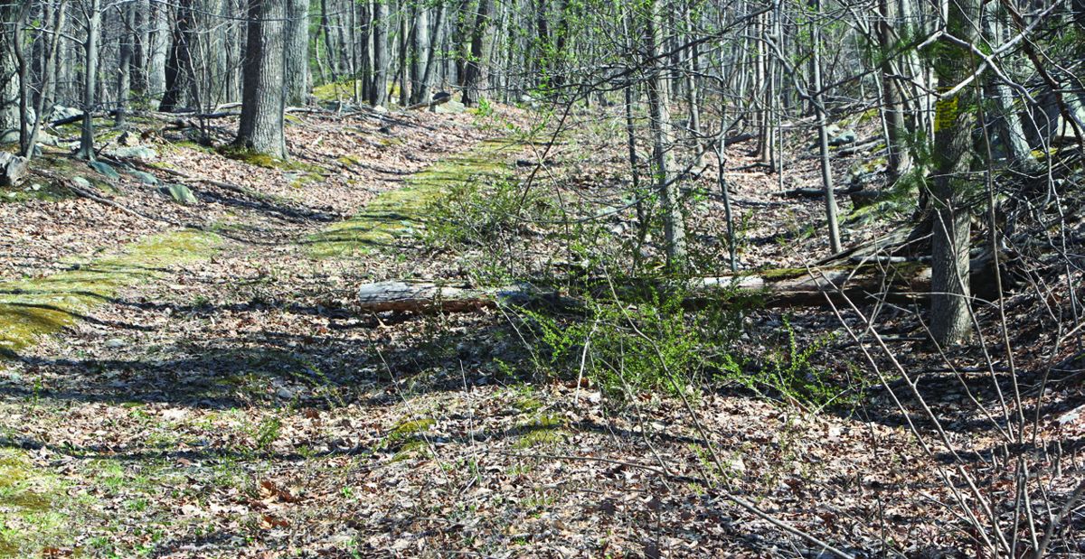 For reference, Old Moriah Furnace road is the old road that Lee’s wagons and later most of his whole army passed across.