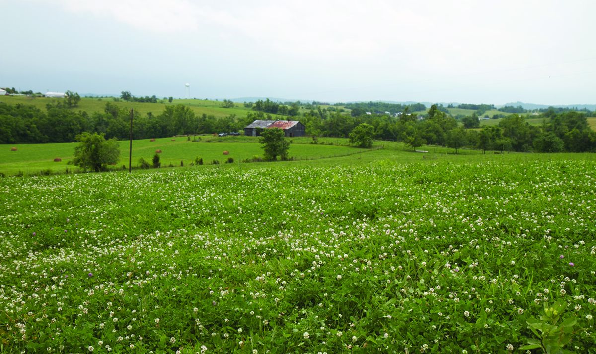 In 2011 the Civil War Trust acquired this 141-acre portion of Perryville battlefield near the Squire Bottom House.