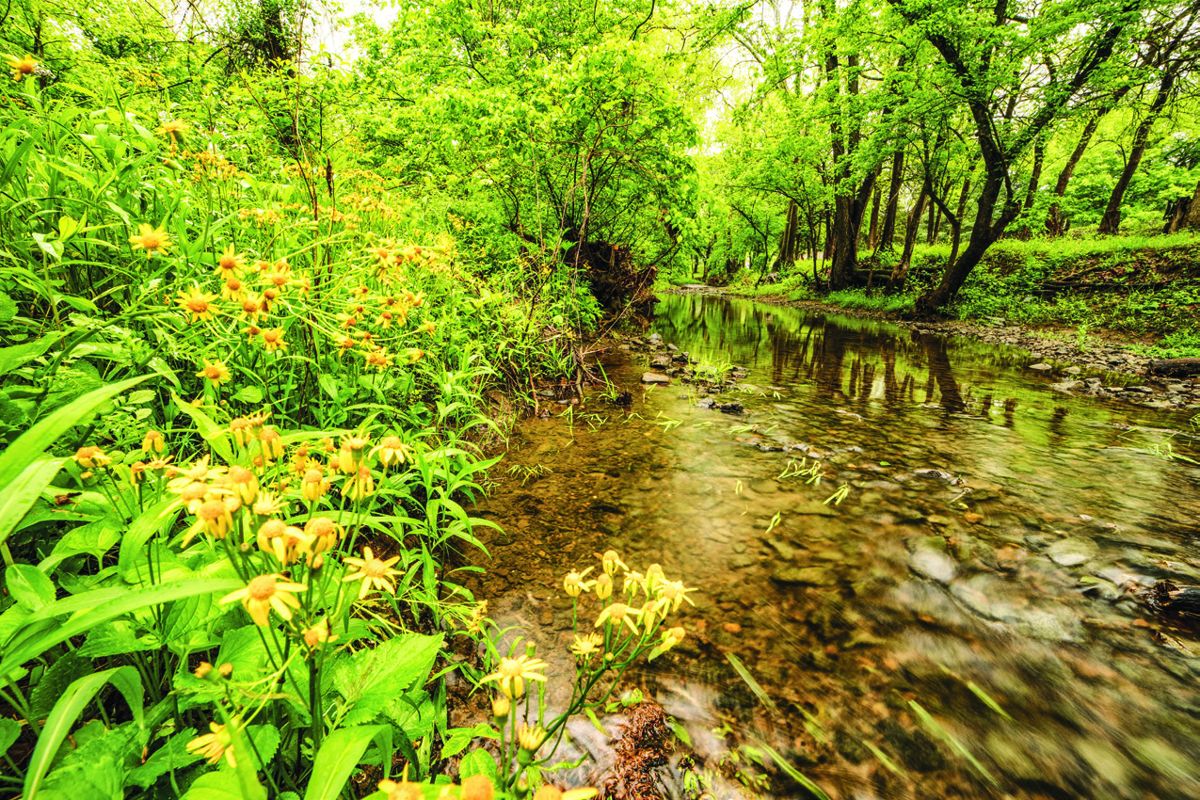 Flowers on Cedar Creek at preserved site. (Buddy Secor)