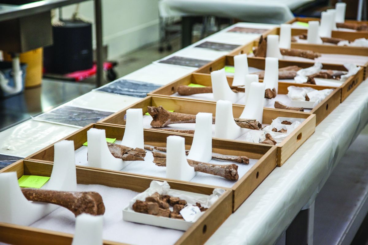 Amputated limbs that were found in a battlefield surgeon’ pit on the Manassas National Battlefield Park are laid out on a table for analysis at the Smithsonian Institution’s National Museum of Natural History. (National Park Service, photo by Nathan King)