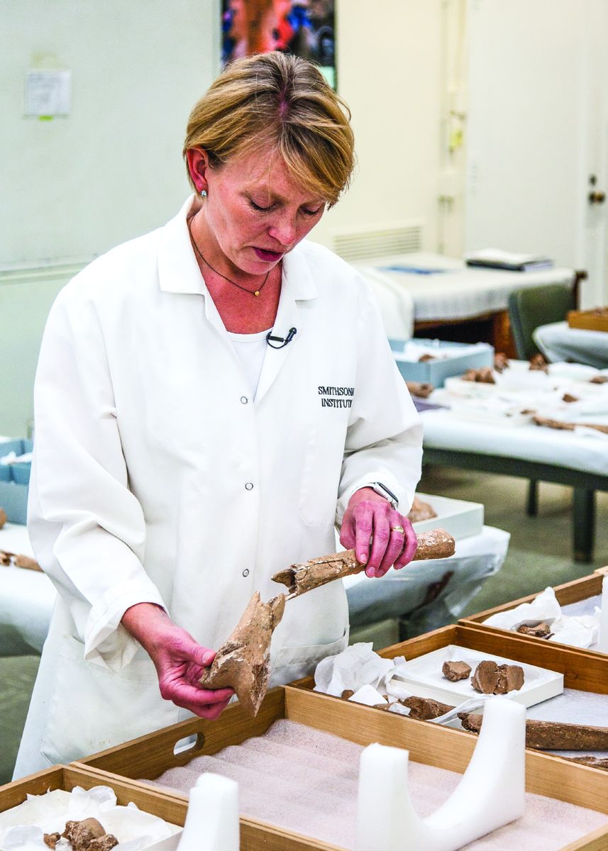 Smithsonian scientist Kari Bruwelhedie inspects injuries to an amputated femur in her lab at the National Museum of Natural (National Park Service, photo by Nathan King)
