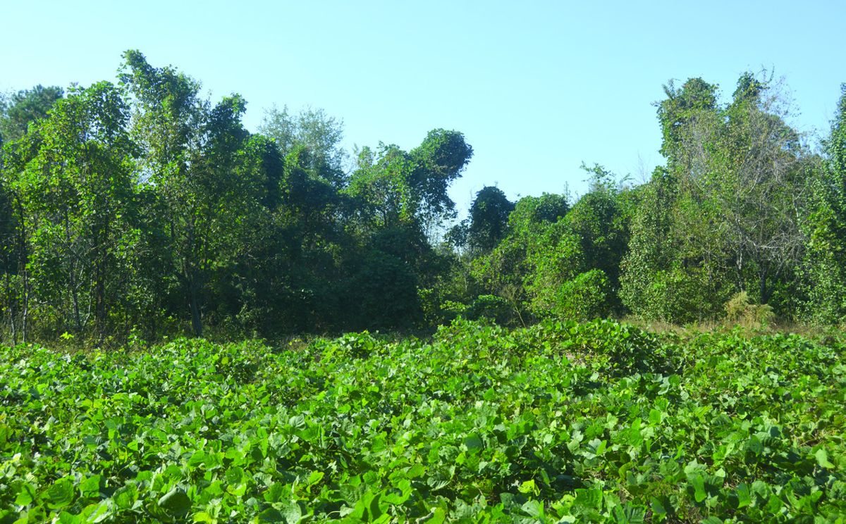 Kudzu covers the area enclosed by the Florence Stockade.