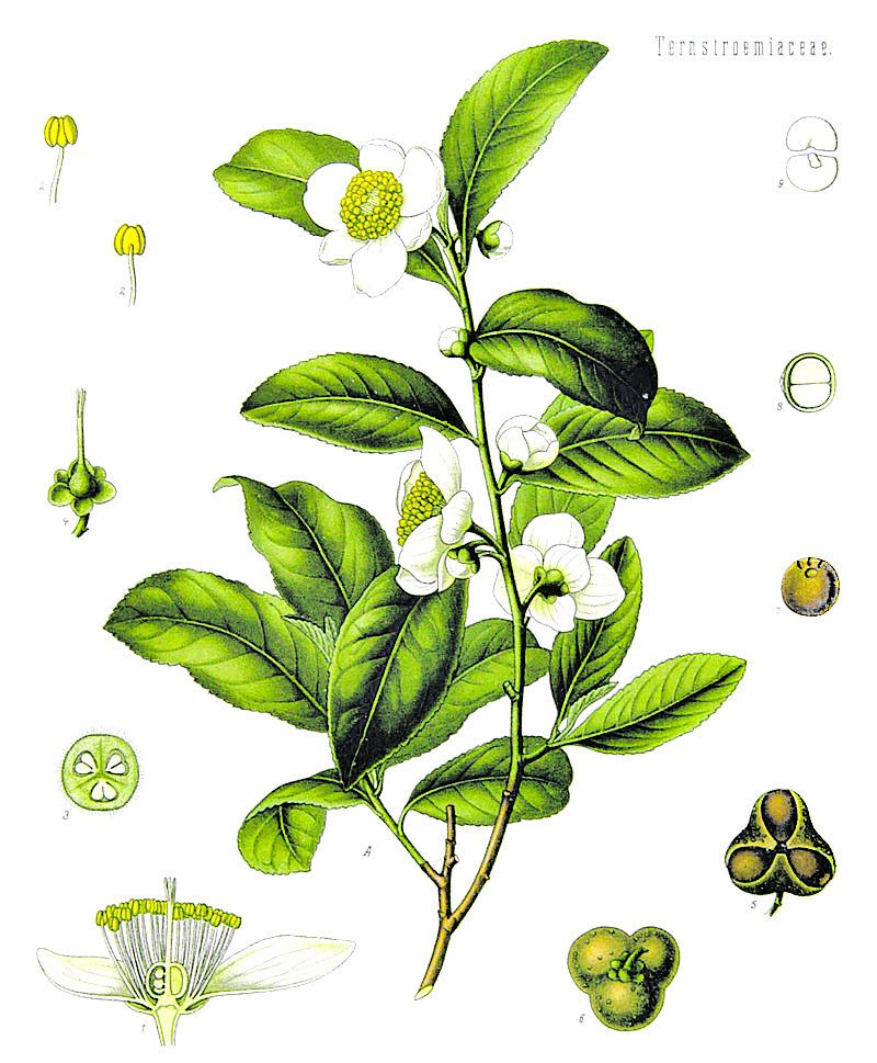 Image of Camellia sinensis courtesy Kohlers Medicinal Plants
