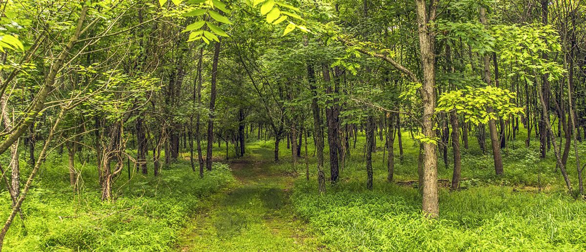 Antietam’s West Woods.