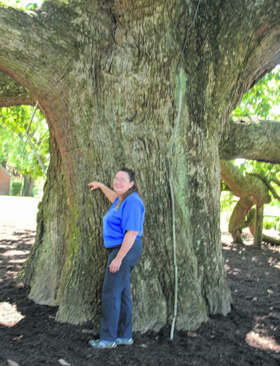 This Cucumber tree, a variety of magnolia, is estimated to be over 300 years old.