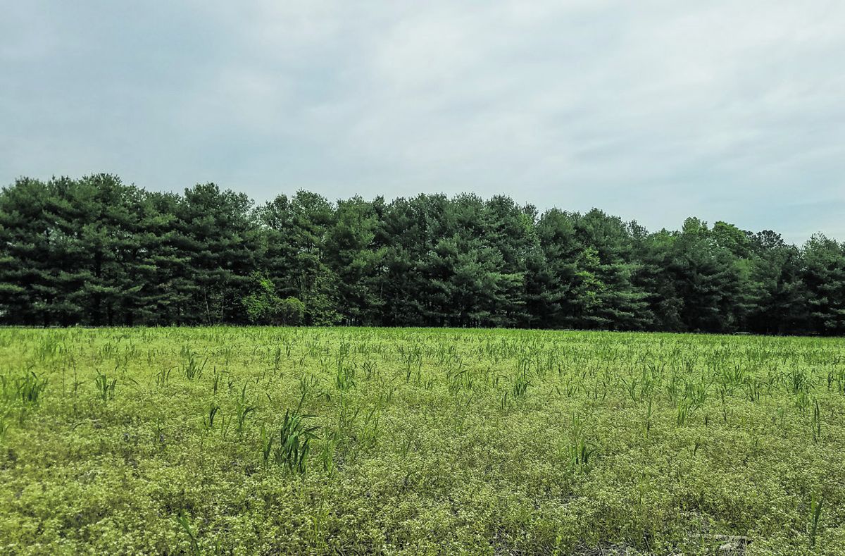 Latimer’s Knoll, preserved by CVBT and now protected by NPS, is sometimes planted with crops, but is pictured here as an empty field.