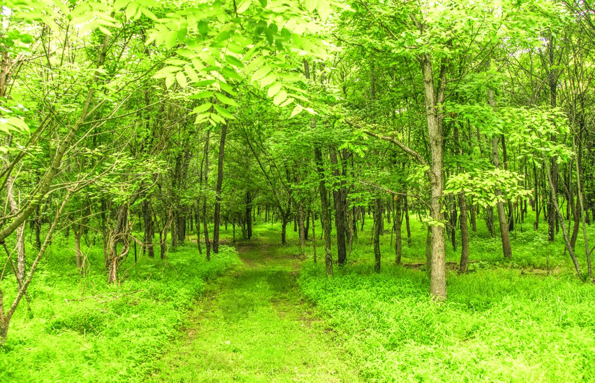 Antietam’s West Woods. Wayne Hsieh.
