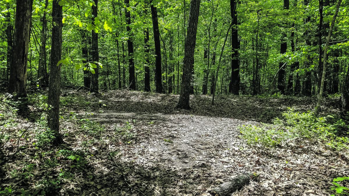 Trenches on Wilderness Battlefield stand as a reminder of the intense fighting on this ground.