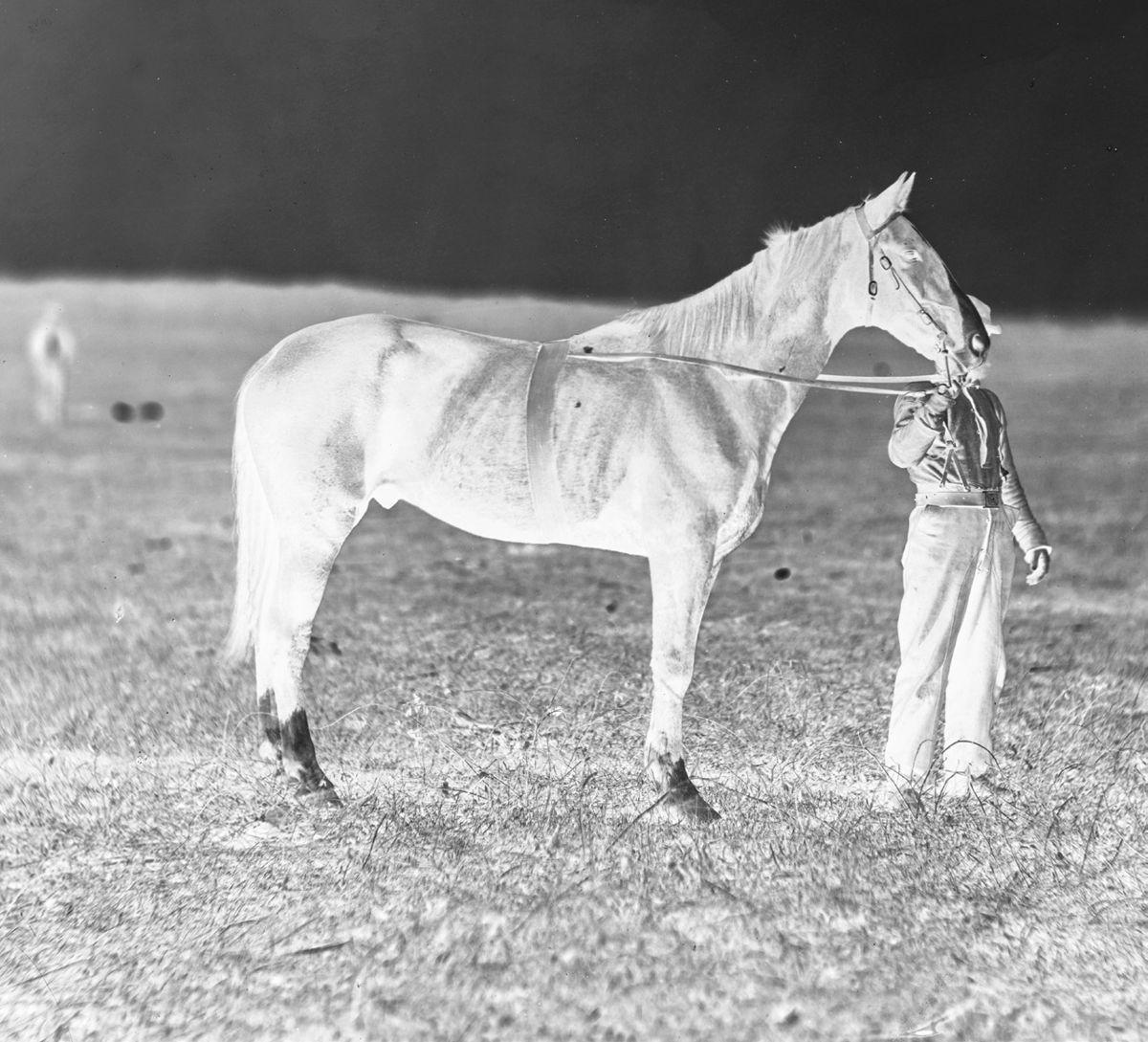 Gen. George G. Meade’s horse Baldy. Library of Congress.