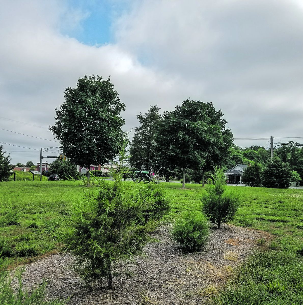 Cedars planted in 2019 during the Youth Community Service Day at Pelham’s Corner (Fredericksburg) are growing well.