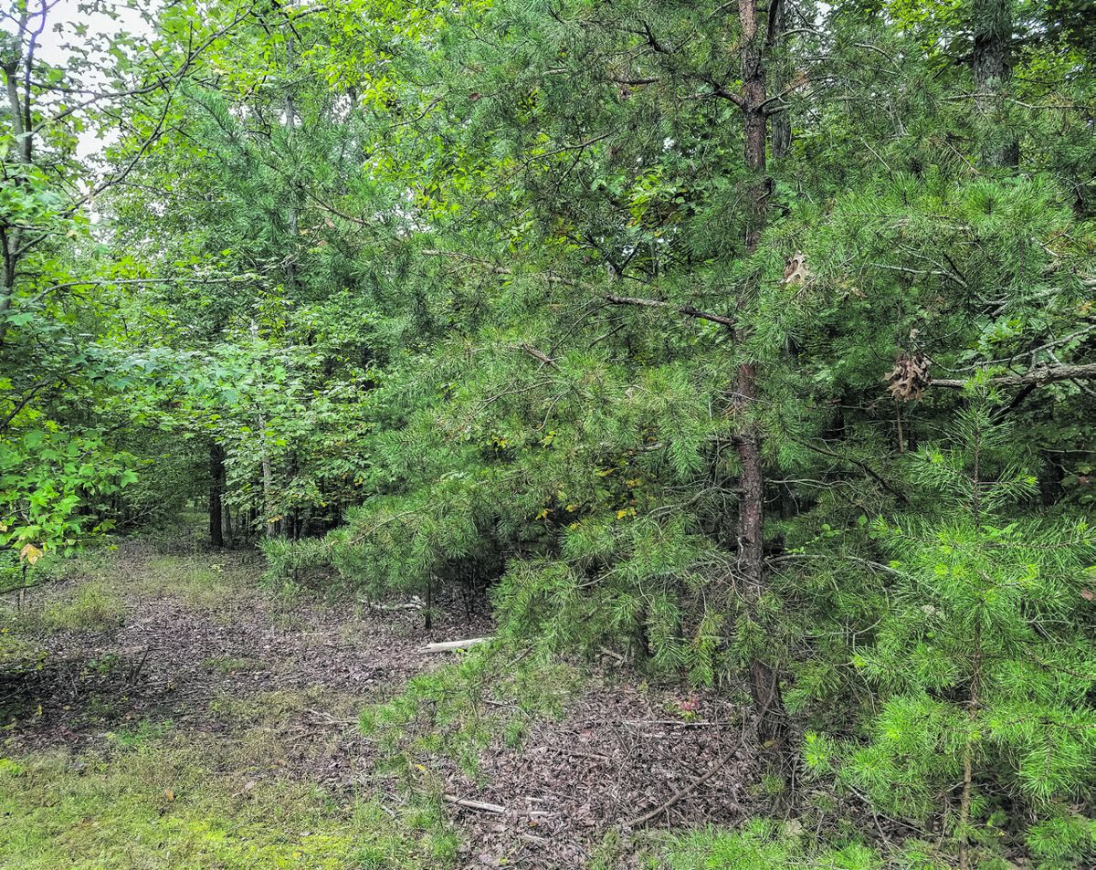 Part of the 30.2 acres of the Wilderness Battlefield that was gifted to CVBT.