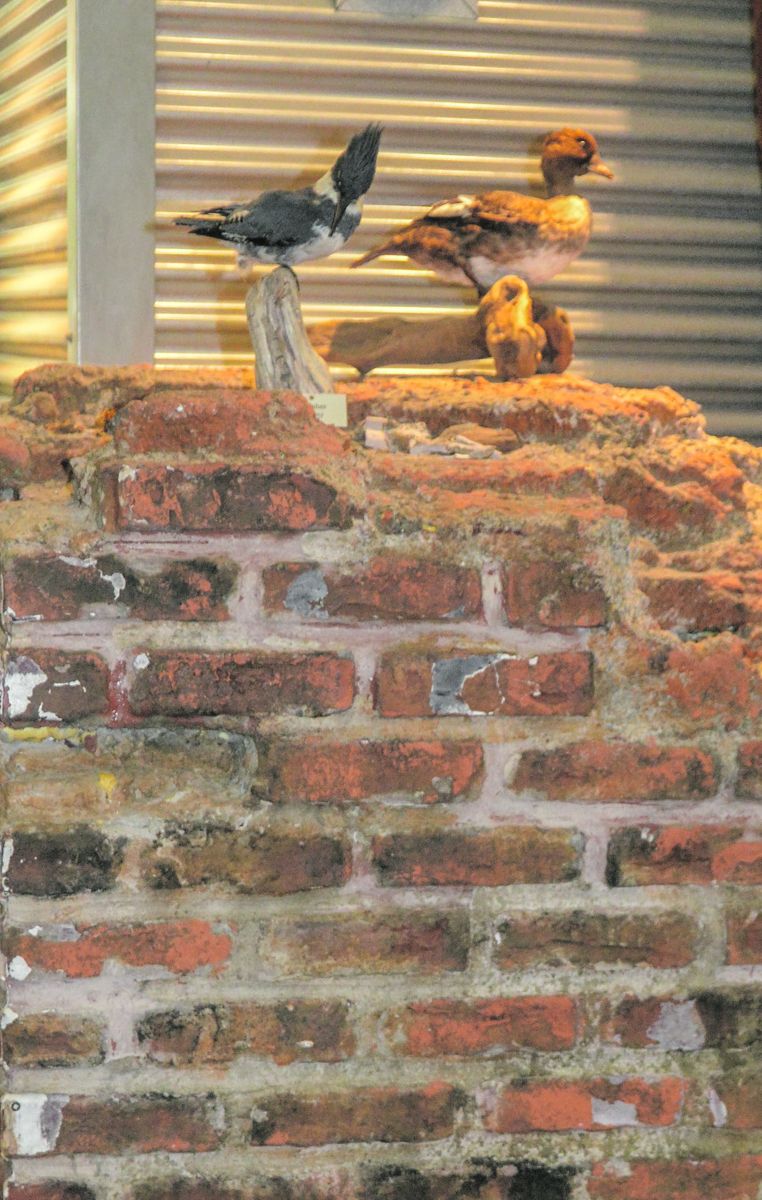 Taxidermied kingfisher and goldeneye duck resting on prop from The Hunger Games.