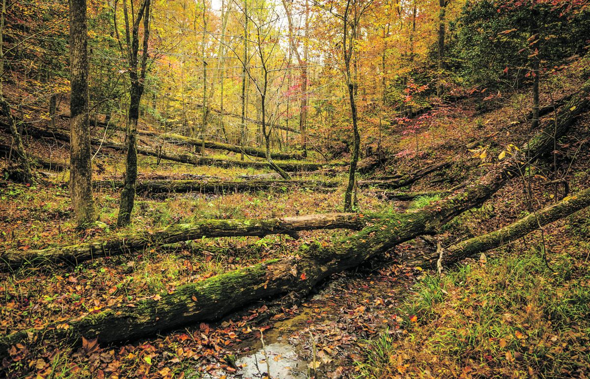 Williamsburg ravine near a redoubt. Brian Callan.