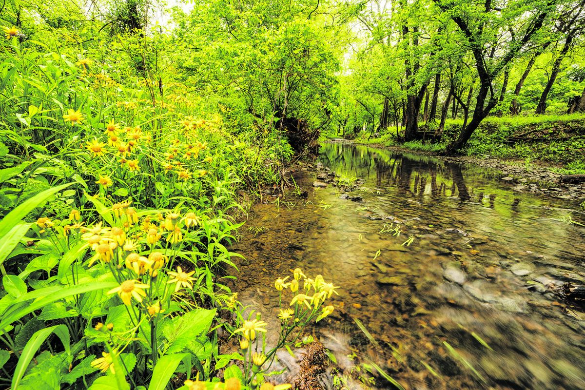 Cedar Creek. Photo by Buddy Secor.