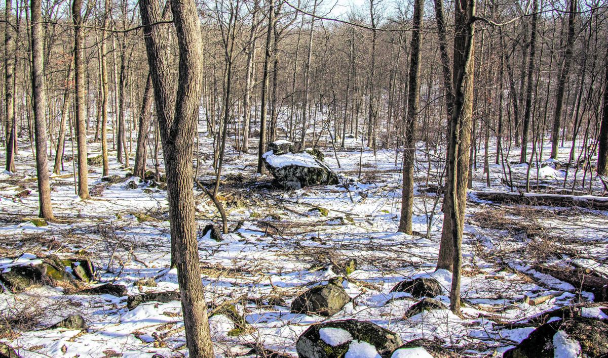 View of Forbes Rock, taken from the direction of the Culp’s Hill summit looking towards East Confederate Avenue, shortly after woodlot treatment, February 2021. National Park Service.