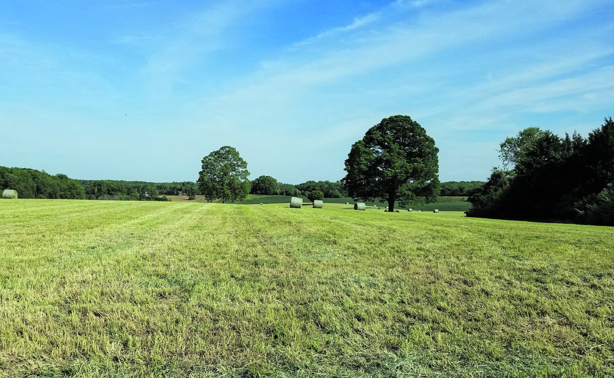 Two cannon from the Stuart Horse Artillery advanced during the famed Flank Attack at Chancellorsville on May 2, 1863. Photo by Sarah Bierle.