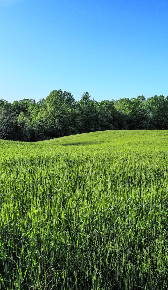 McLaws Wedge—a tract of land on Chancellorsville Battlefield— includes the site of Miles’s defensive action and wounding.