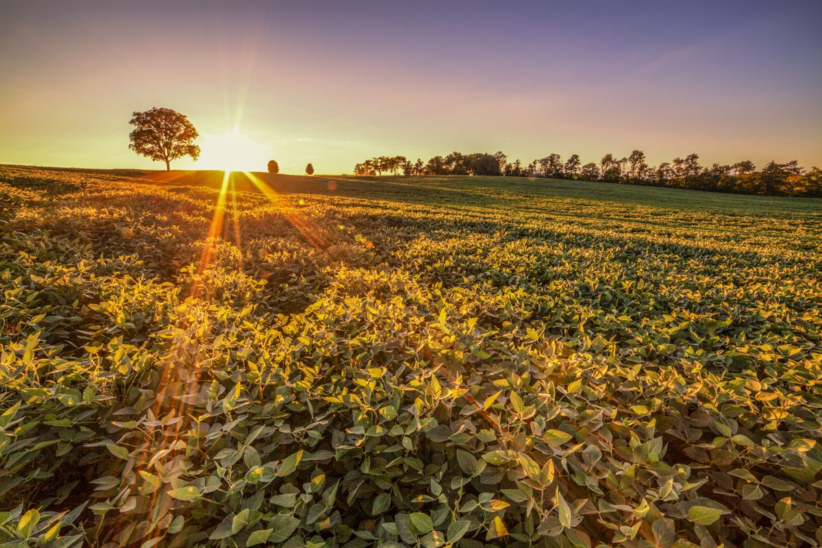The sun sets at the Brandy Station Battlefield in Culpeper County, Va. (Buddy Secor)