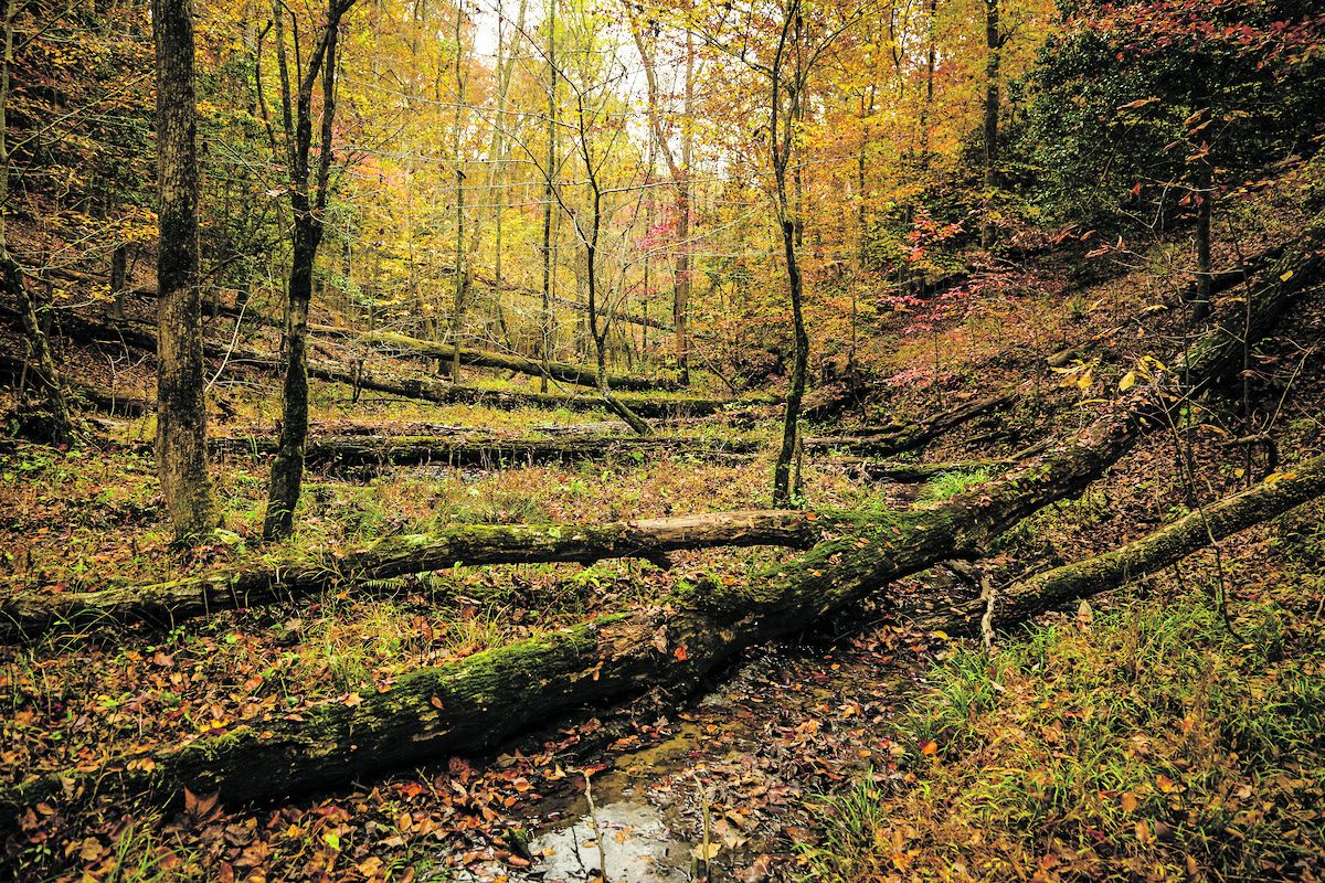 Preservation of a 250-acre property at the Williamsburg Battlefield is one step closer with a $4.6M landmark federal grant. Photo by Brian Callan.