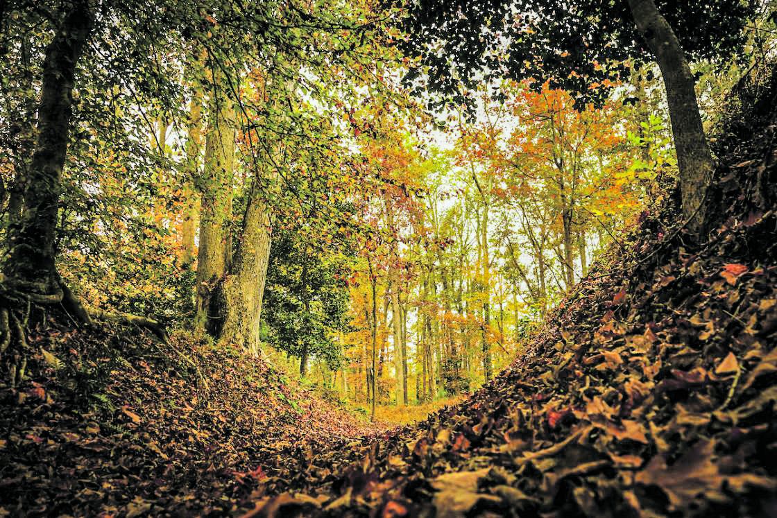 The Trust aims to save a 250-acre property at the Williamsburg Battlefield. (Brian Callan)