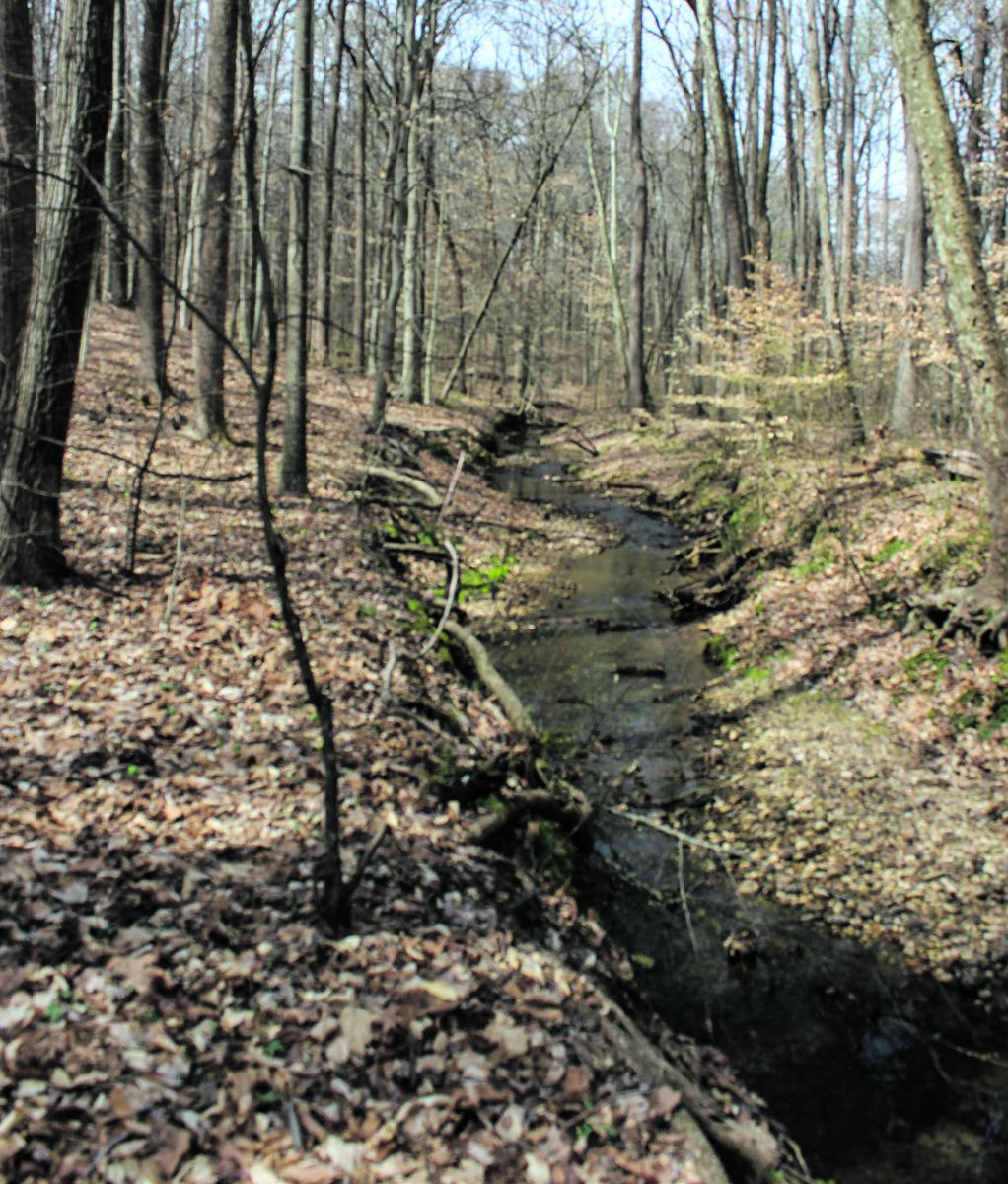 View of Smith Run at the bottom of the trail.