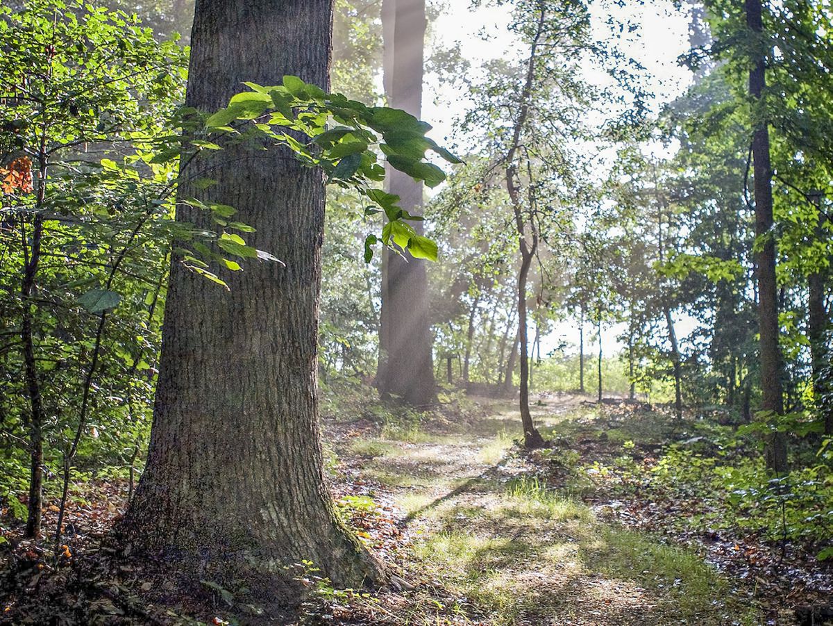 Phase three of the Trust’s “Gaines’ Mill–Cold Harbor Saved Forever Campaign” looks to save an additional 45 acres at “The Juncture at Griffin’s Woods.” Photo by Derek Ralston.