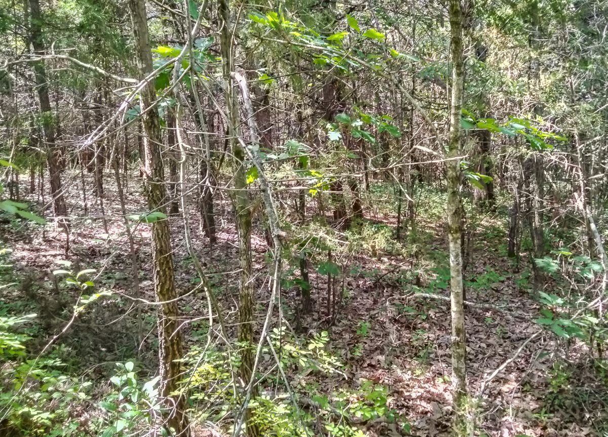 The dense tree growth in the Wilderness—likely similar in many places to what you see in this present-day photograph—caused problems in retrieving the wounded from the battlefield. (Photo by Tim Talbott)