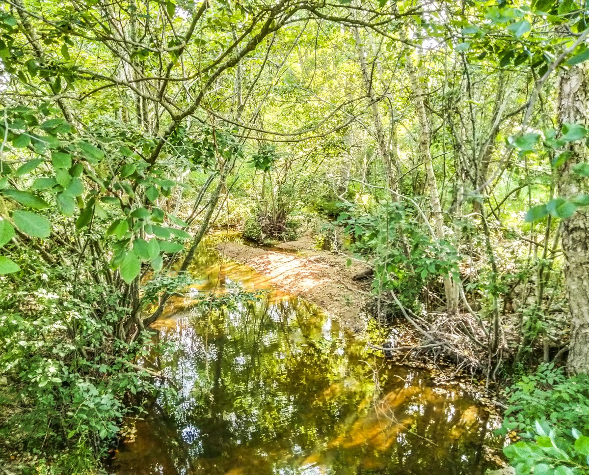 Mott’s Run, sometimes called Lick Run, runs across the First Day Chancellorsville battlefield. Some soldiers who fought there noted it in their comments about the fighting. (Tim Talbott)