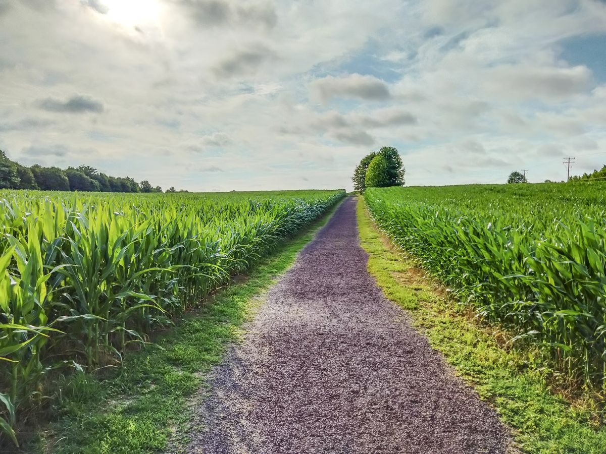 CVBT has helped save over 320 acres at Chancellorsville, including assisting the American Battlefield Trust with preserving land at the First Day Battlefield, where the Sykes’ Regulars fought. (Tim Talbott)
